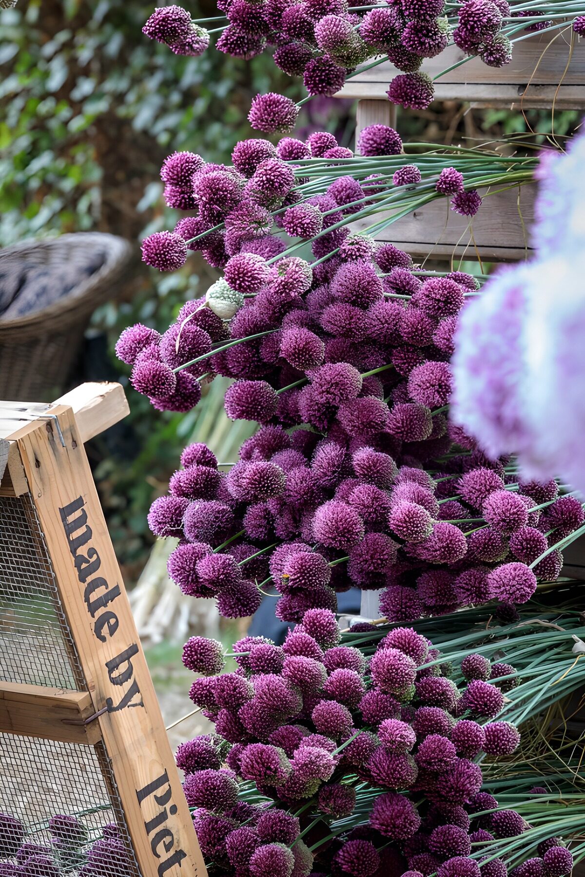 OCCOM6282292: Vibrant Purple Flower Display