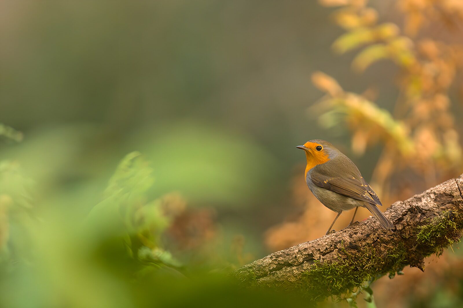 OCCOM9523673: Charming Robin in Soft Focus