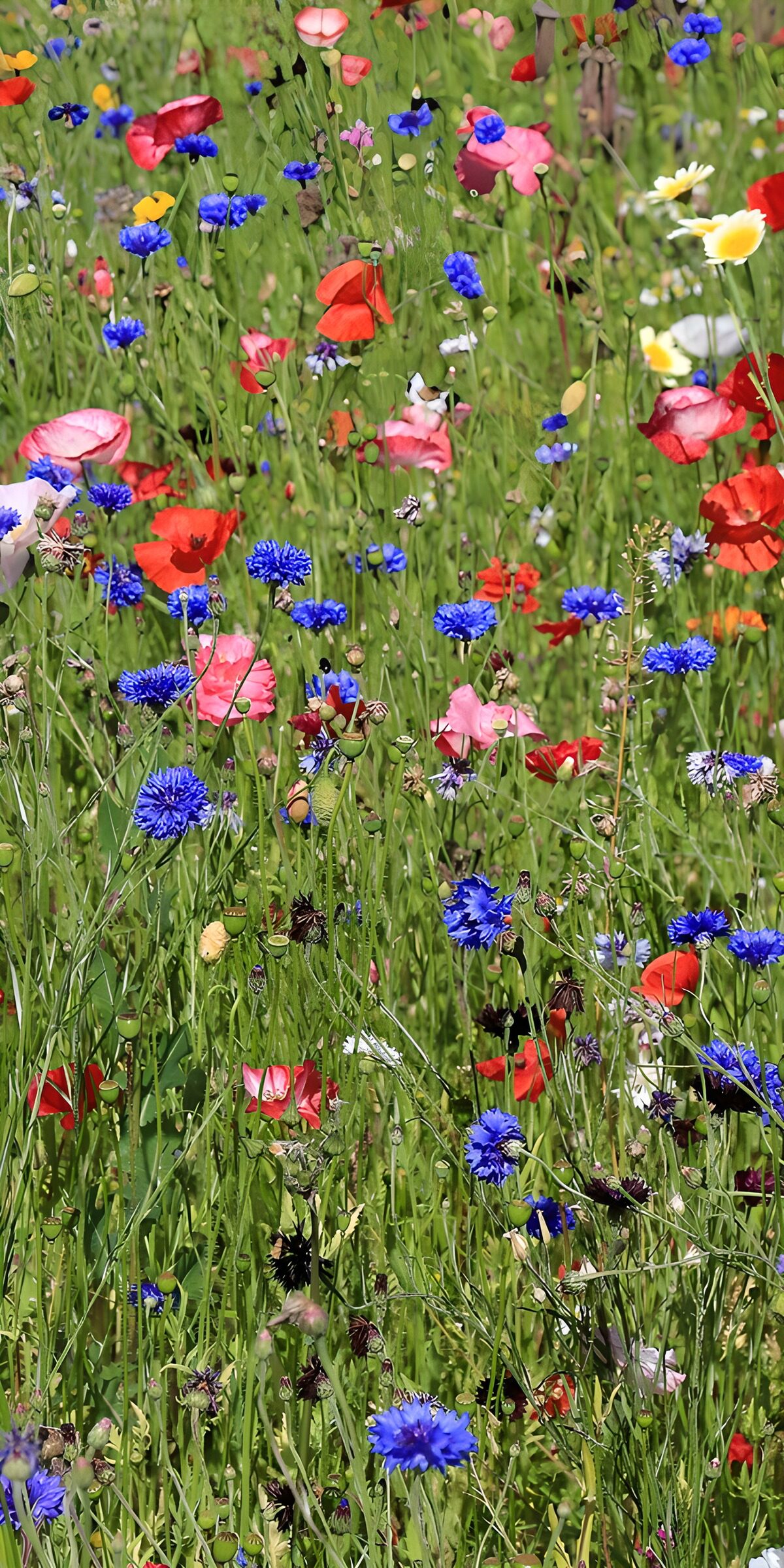 OCCOM4994204: Colorful Wildflower Meadow