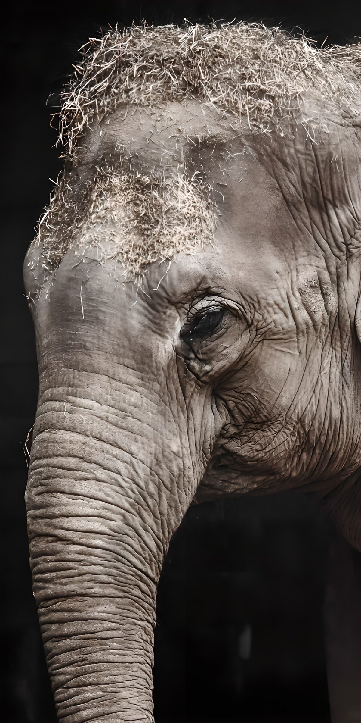 OCCOM9586264: Majestic Elephant with Natural Headwear
