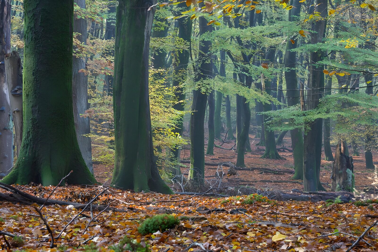 OCCOM9556305: Enchanted Autumn Forest
