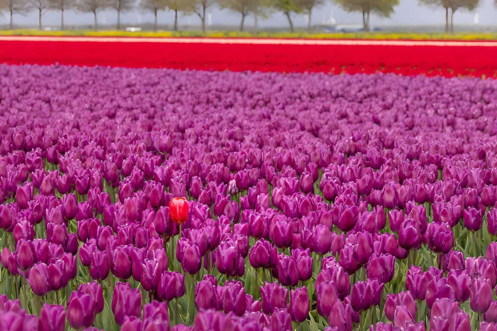 OCCOM2570397: Vibrant Tulip Field with a Splash of Color