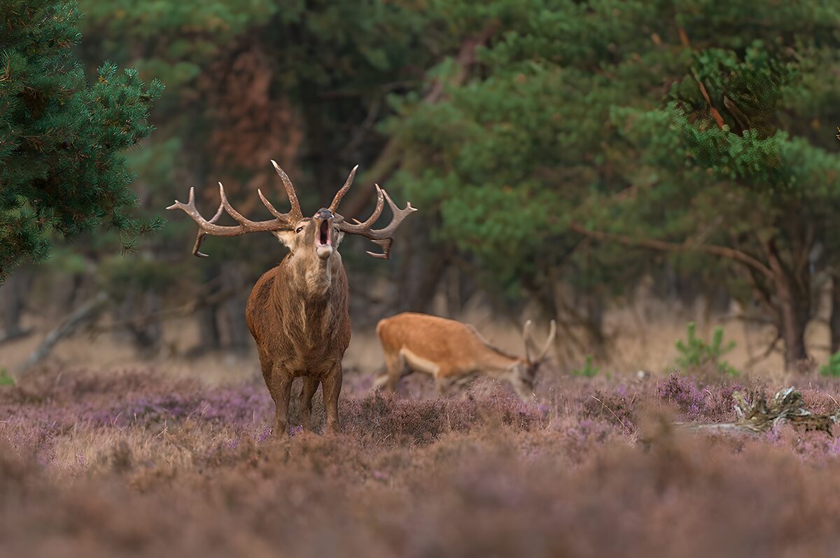 Majestic Stag Roaring in the Forest