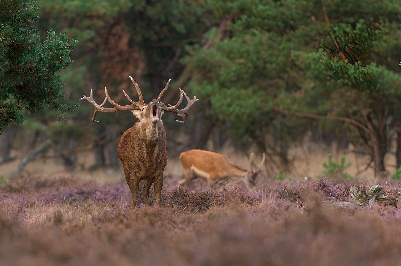 OCCOM7924148: Majestic Stag Roaring in the Forest