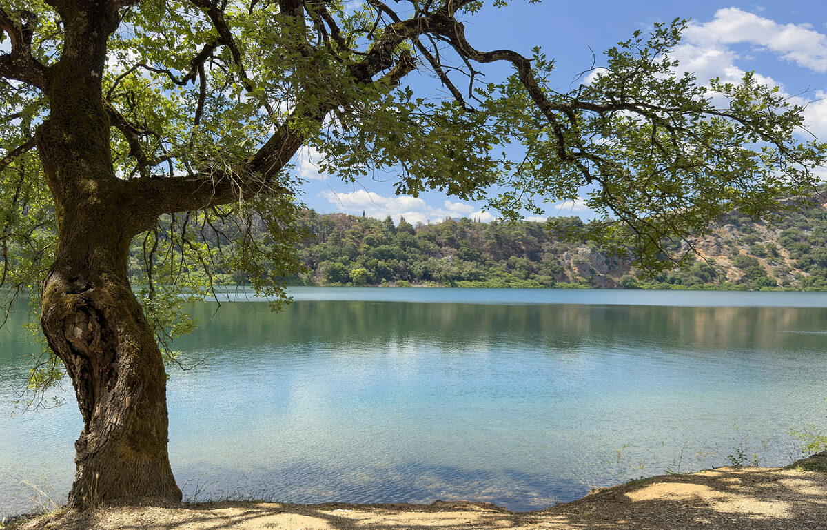 Lake View Through Oak Tree