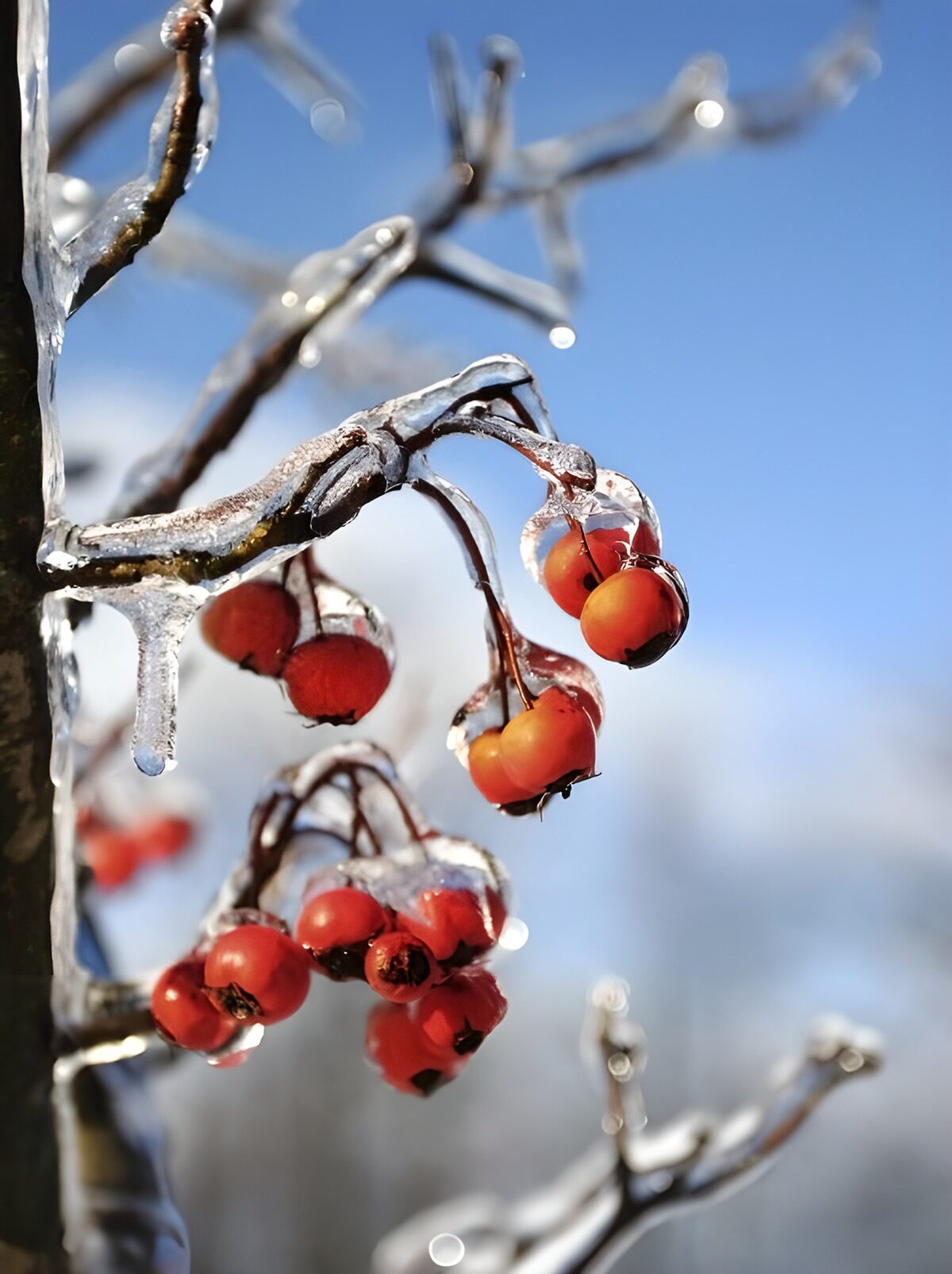 Glorious Frozen Berries in Winter