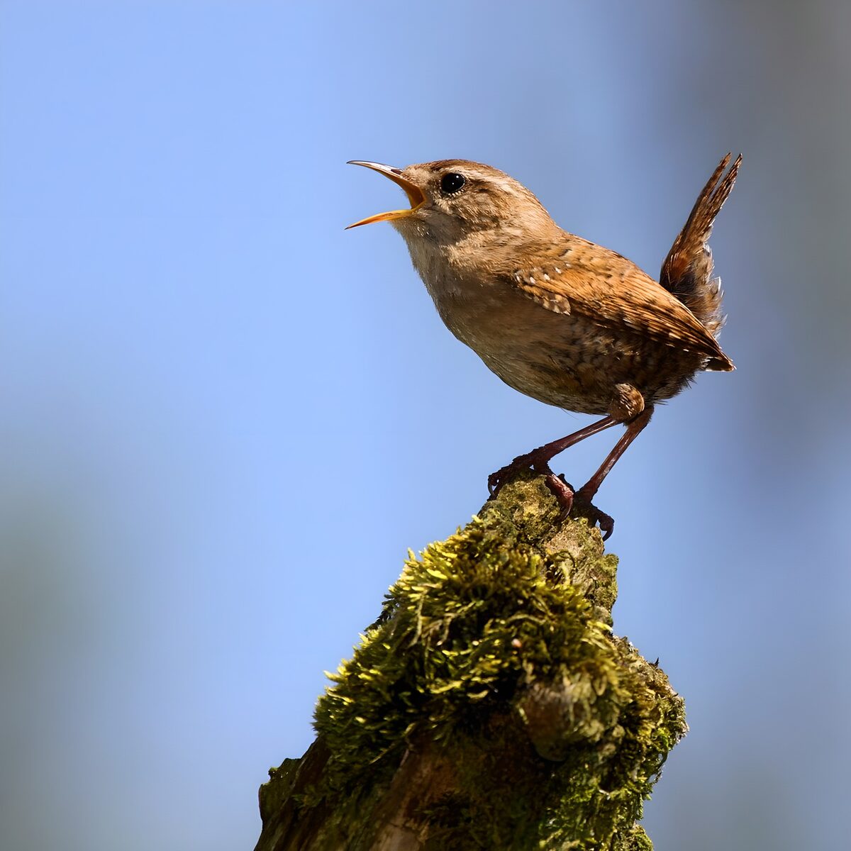 Charming Wren on a Mossy Perch