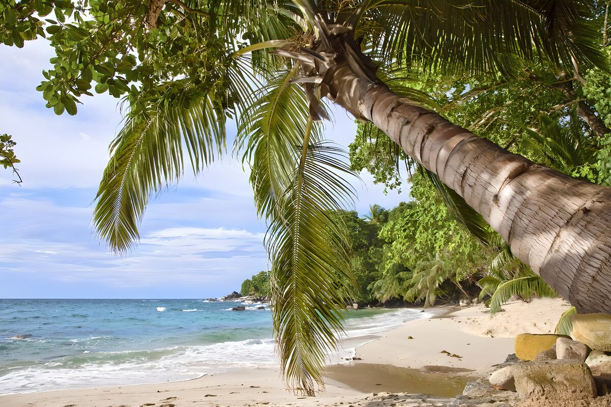 OCCOM4044020: Tranquil Tropical Beach Scene