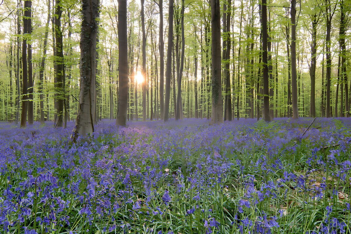 OCCOM2314549: Enchanted Bluebell Forest at Dusk