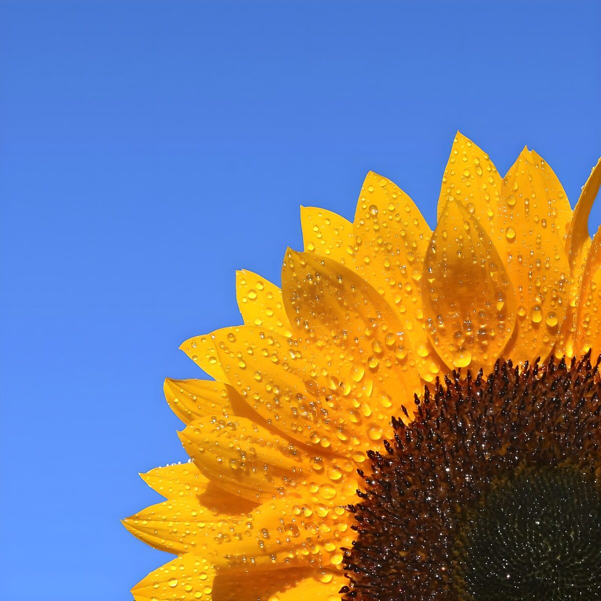 Radiant Sunflower with Morning Dew