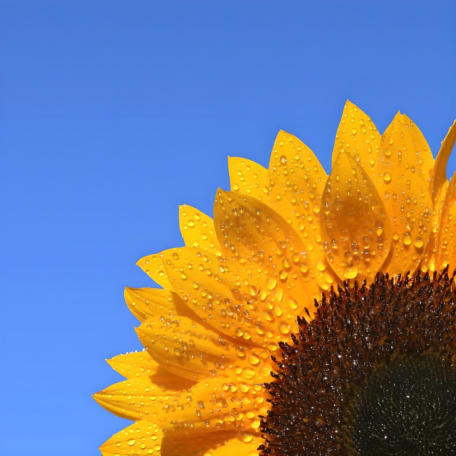 OCCOM8852659: Radiant Sunflower with Morning Dew