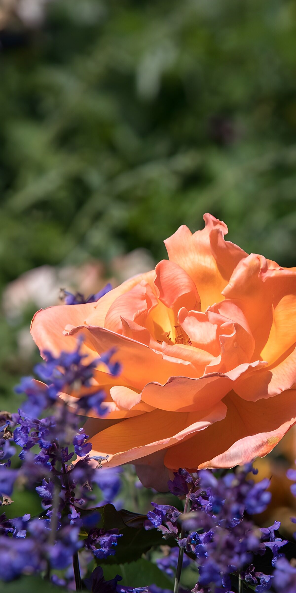 OCCOM6892365: Vibrant Bloom in a Garden