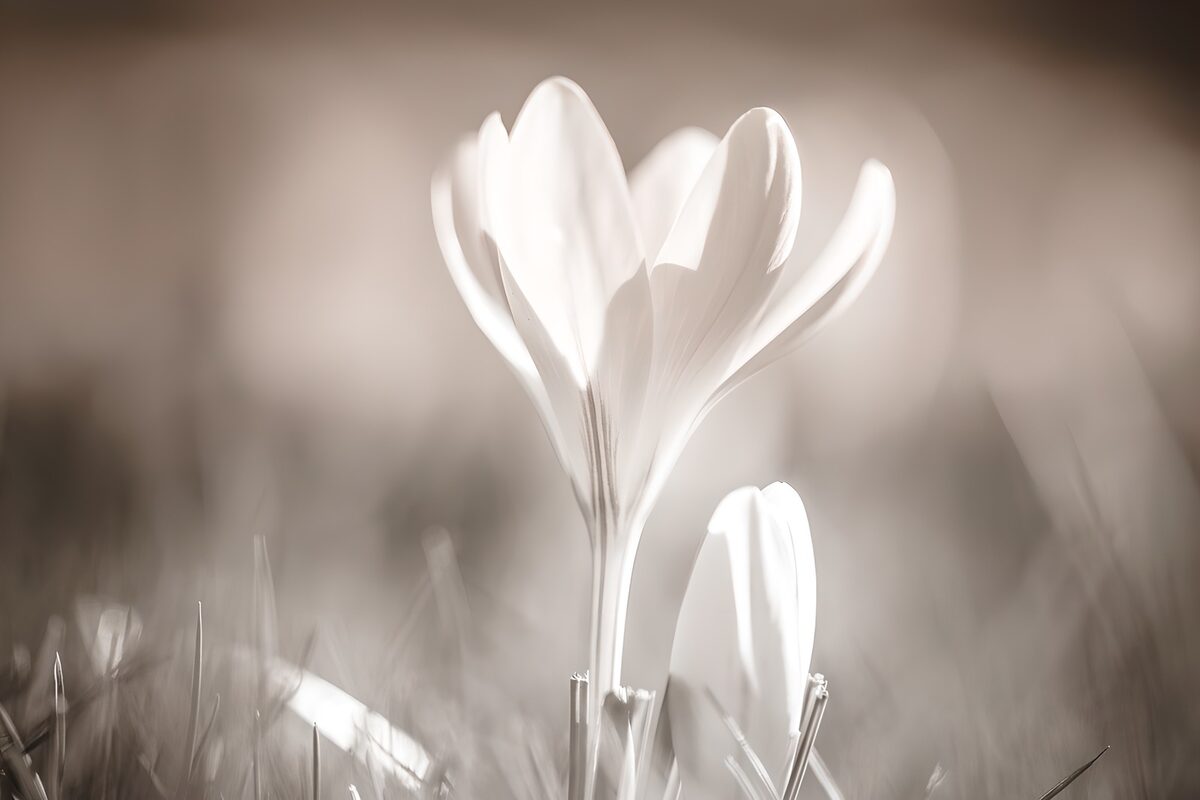 OCCOM9825845: Delicate Blossoms in Soft Light