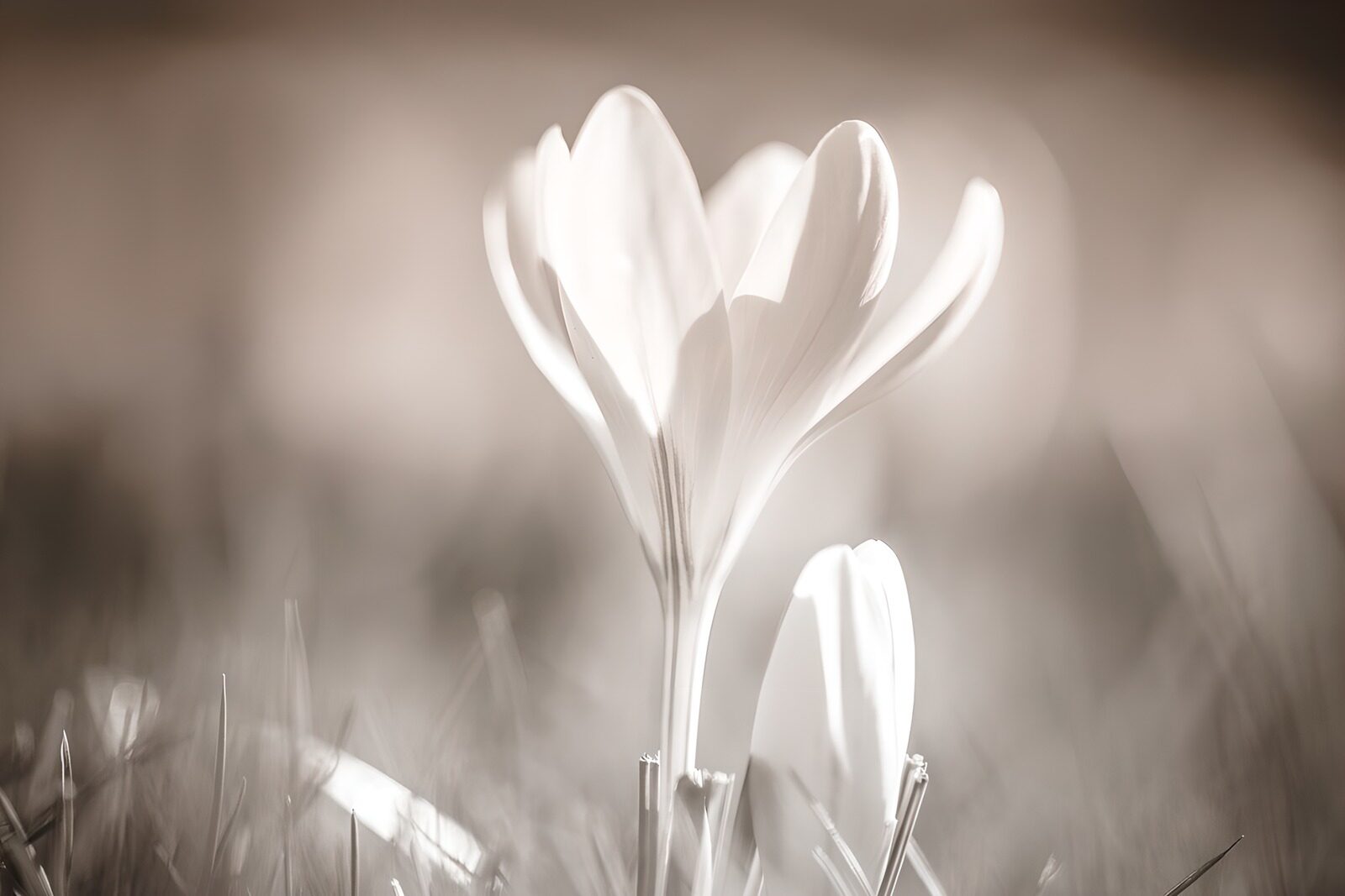 OCCOM9825845: Delicate Blossoms in Soft Light