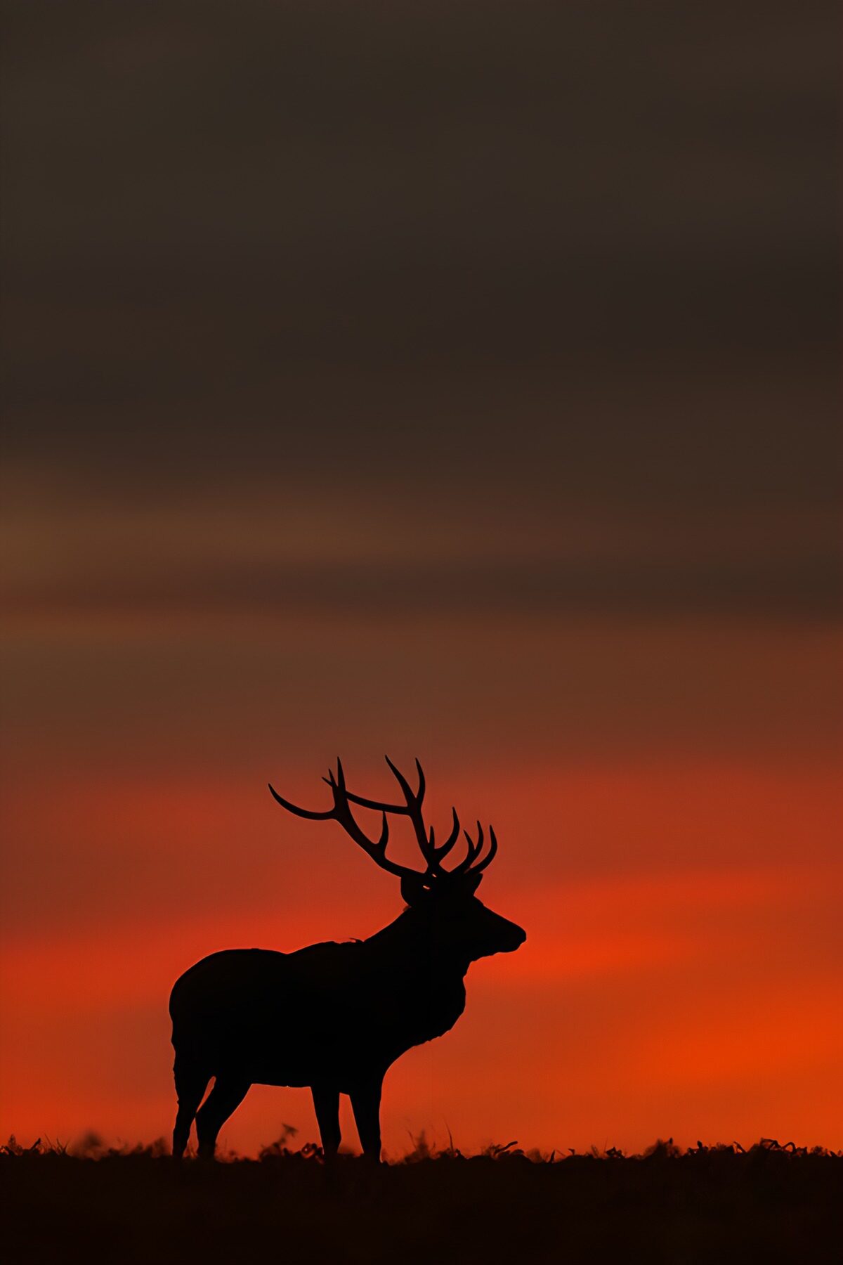 Majestic Stag at Sunset