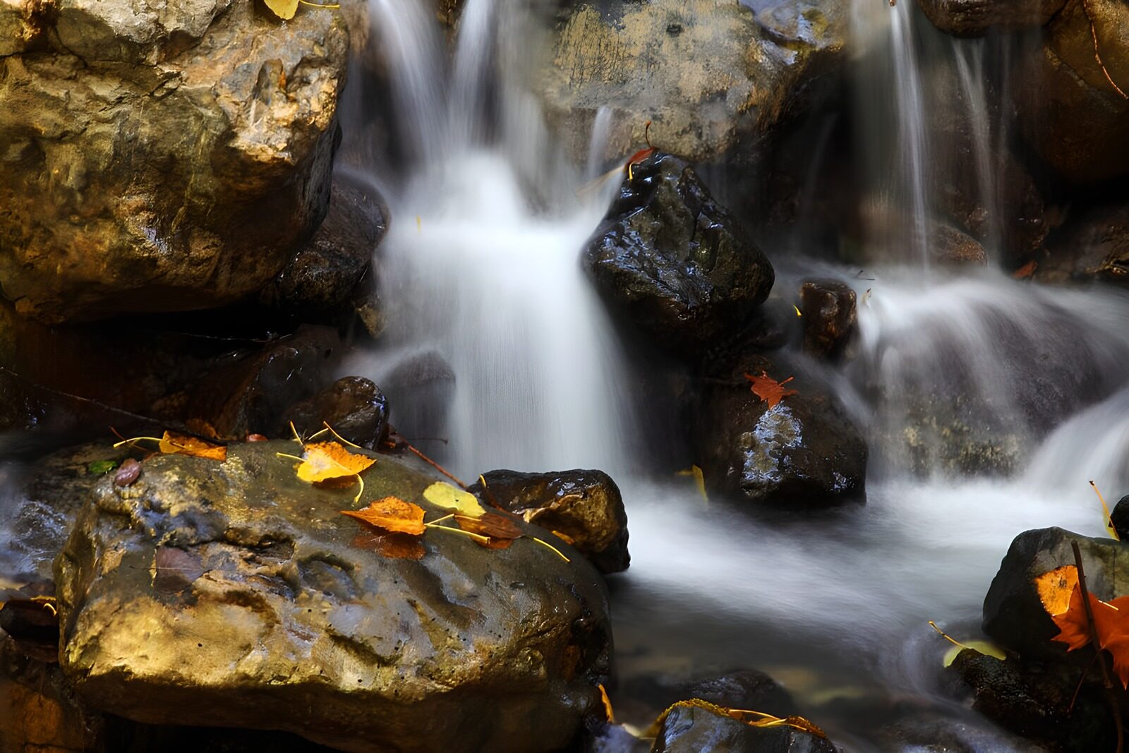 OCCOM9896583: Forest Stream Serenity