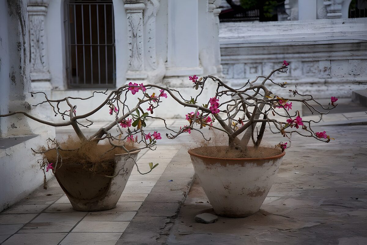 Blooming Resilience in Pot