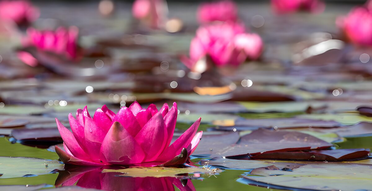 Vibrant Pink Water Lilies