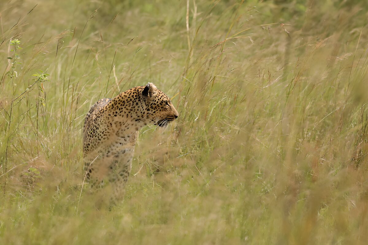 Elegant Leopard in Tall Grass