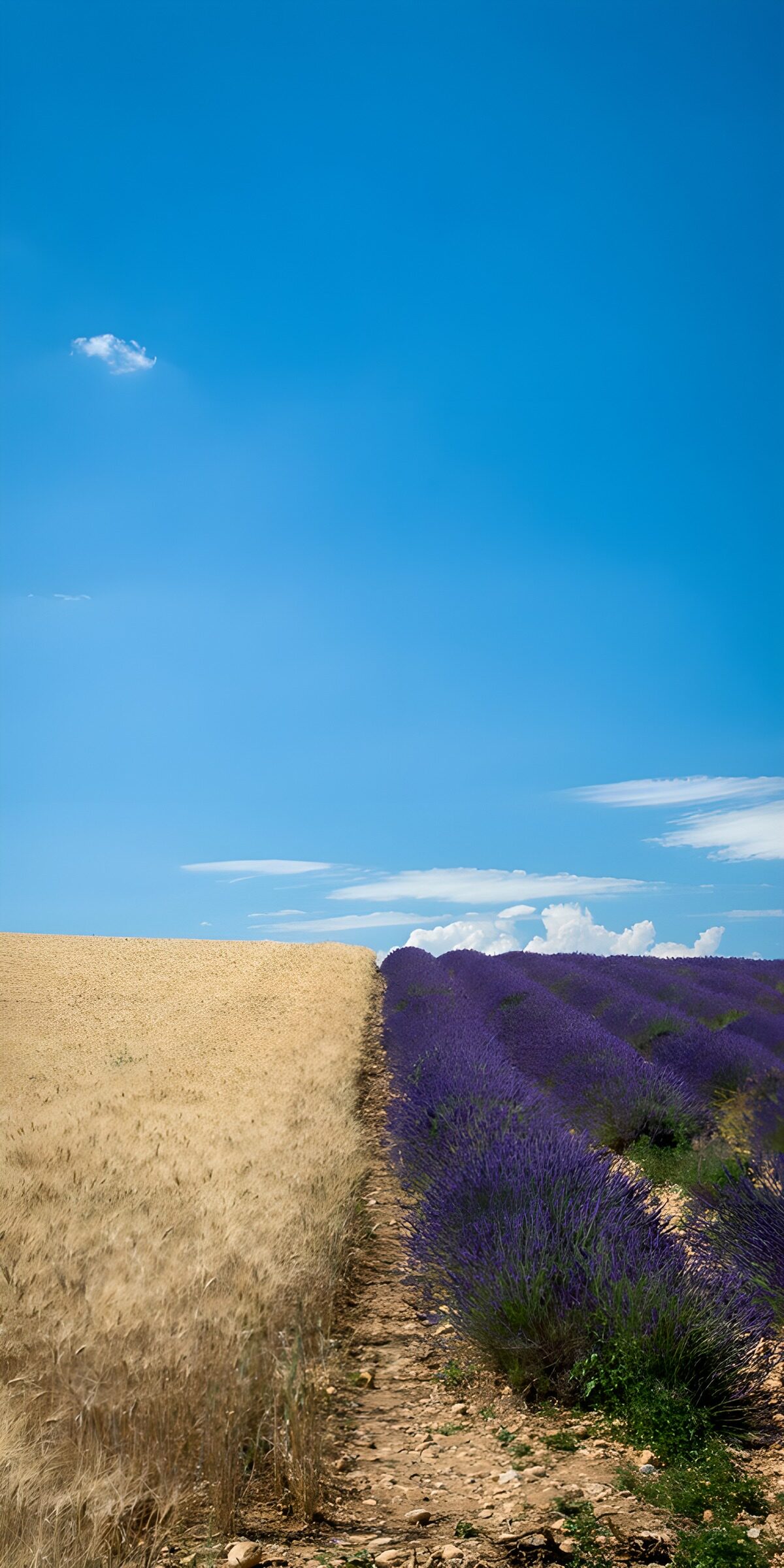 OCCOM3895081: Divided Fields of Lavender and Wheat