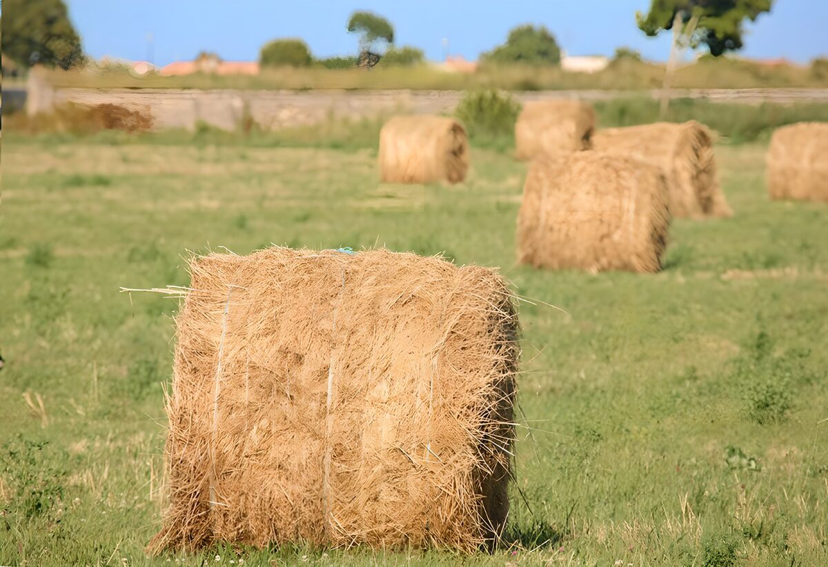 Hay Bales in a Lush Field