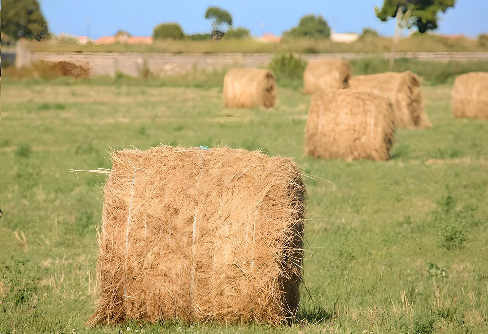 OCCOM4365002: Hay Bales in a Lush Field