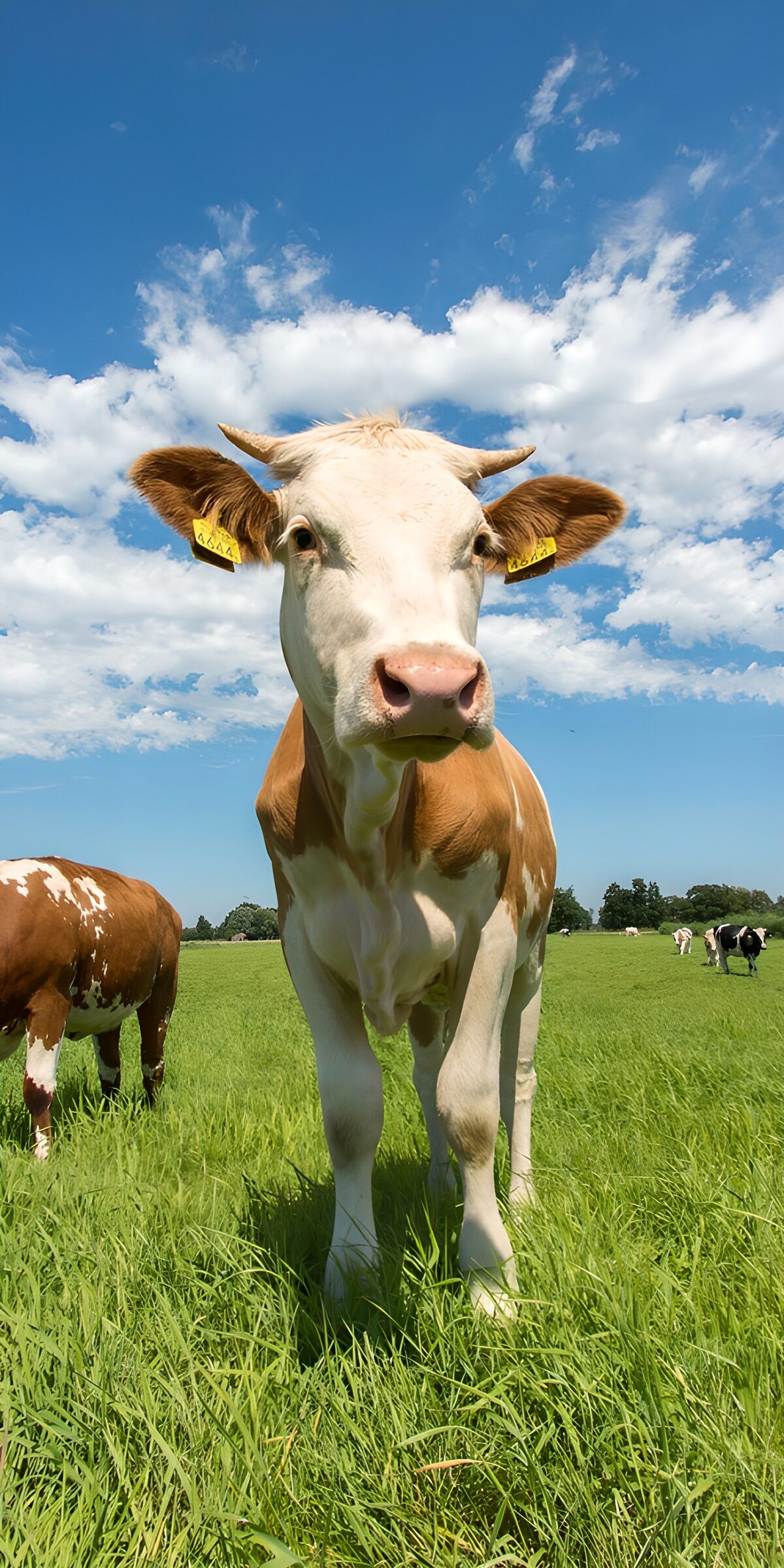 OCCOM8399591: Curious Cow in Sunny Pasture