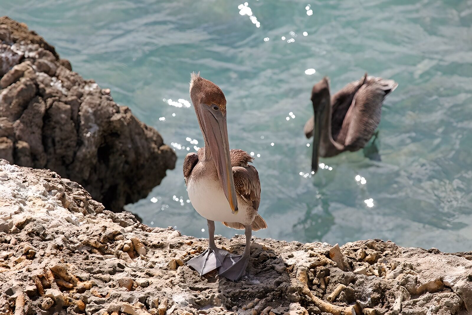 OCCOM3207952: Pelican by the Shoreline