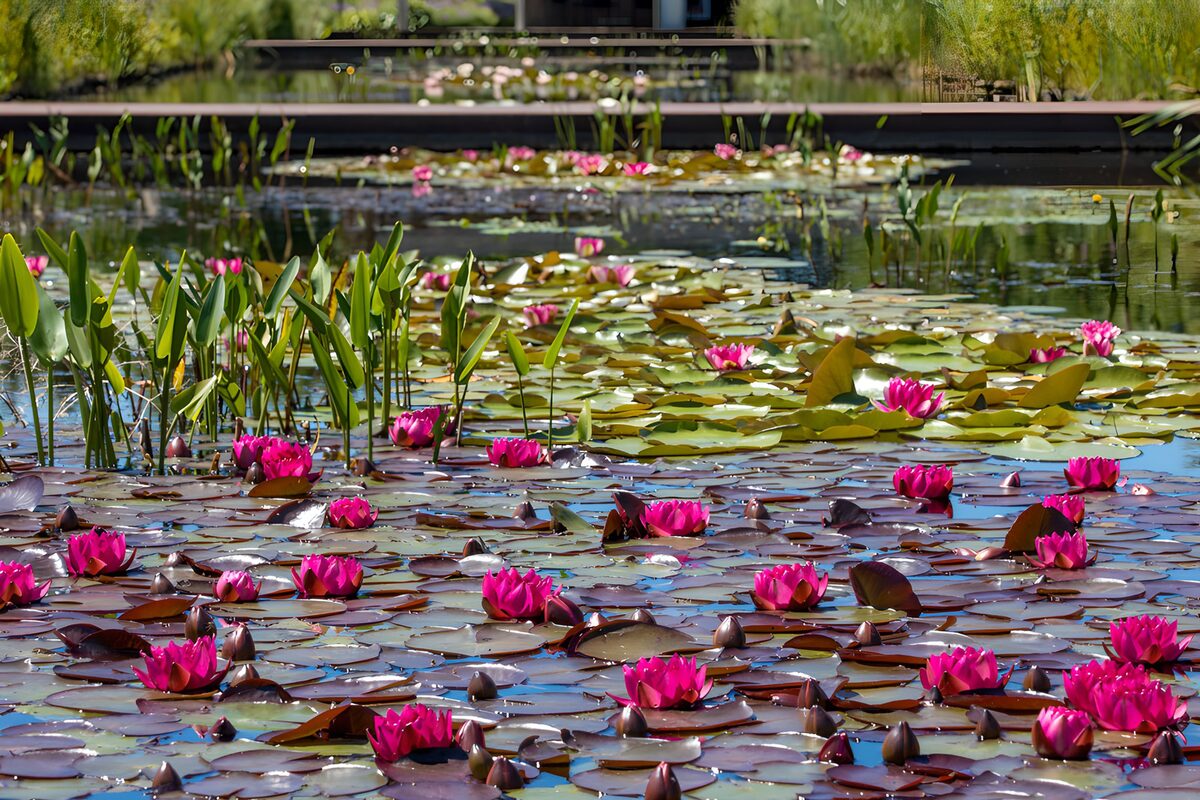 Vibrant Water Lilies in Full Bloom
