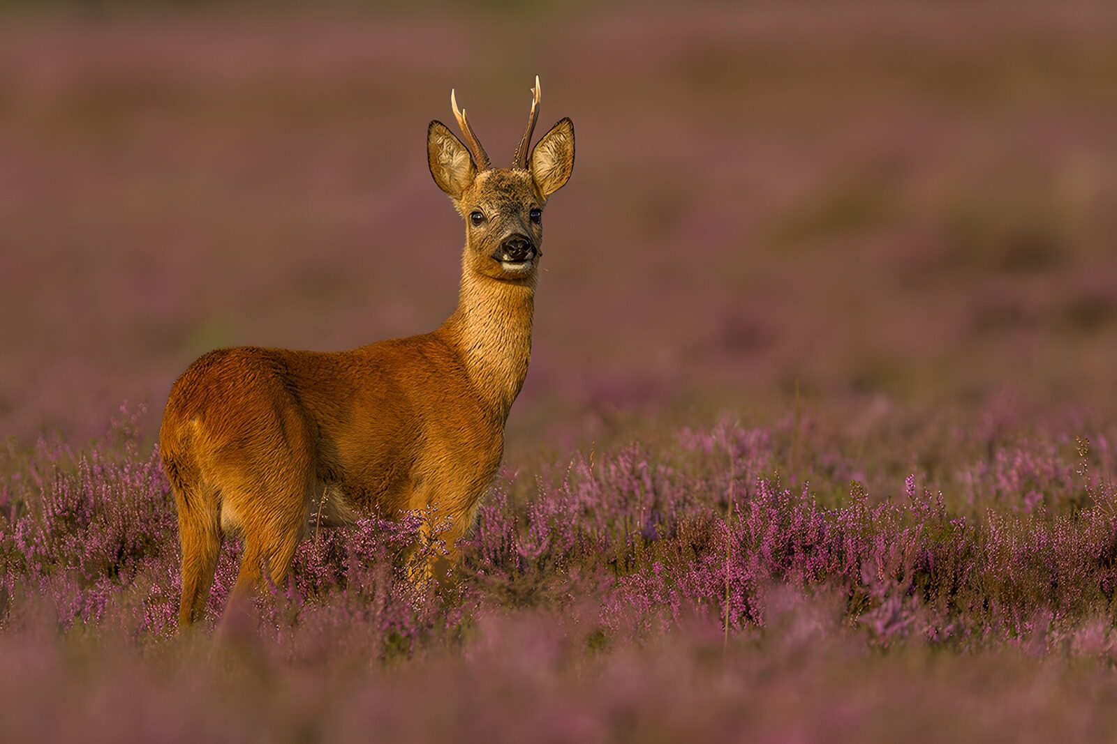 OCCOM2141278: Roe Deer Among Purple Heather