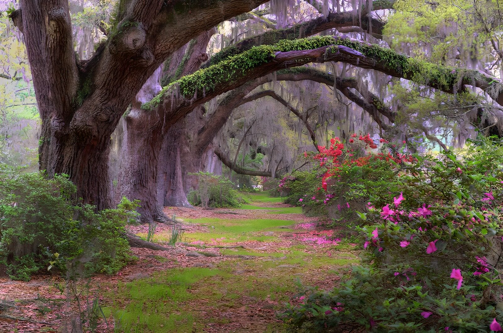 OCCOM4626819: Enchanted Pathway Through Lush Trees