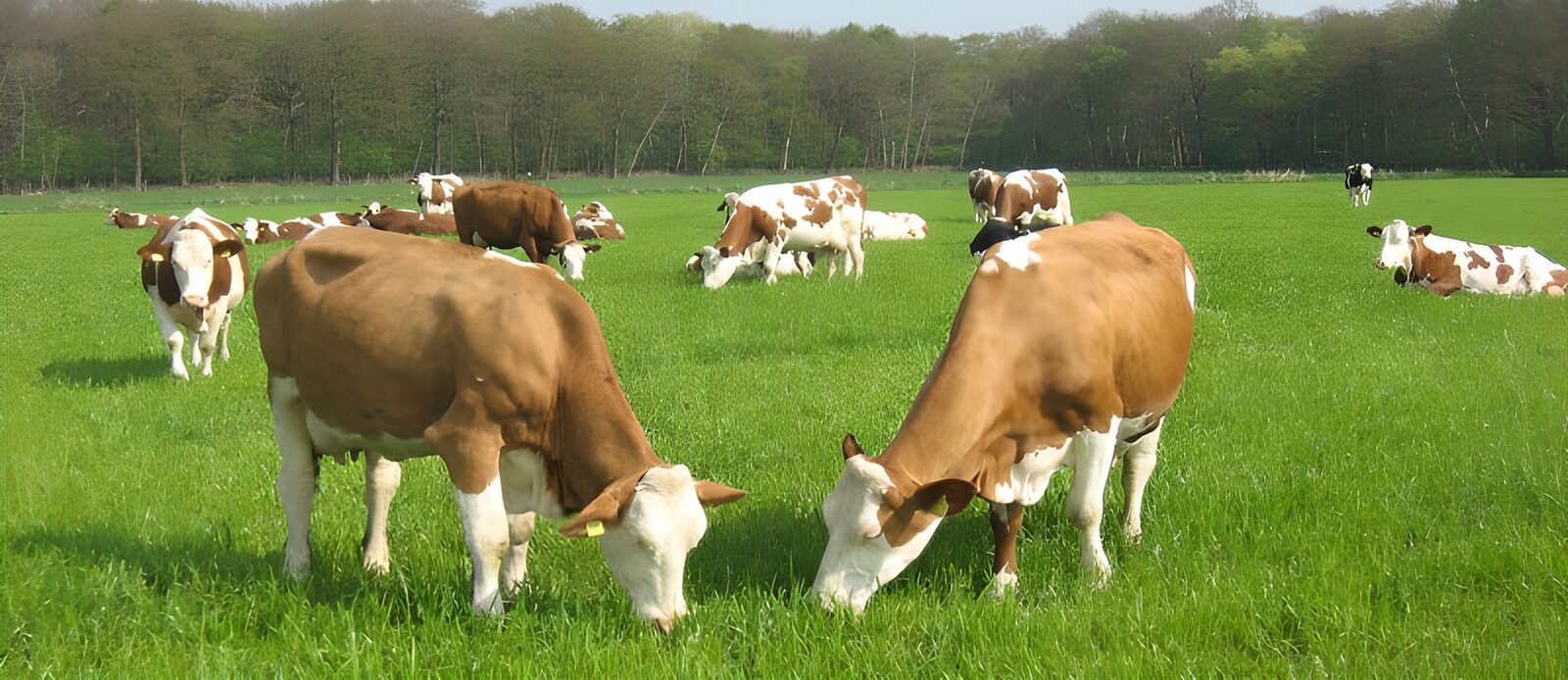 OCCOM1414055: Grazing Cows in a Green Pasture