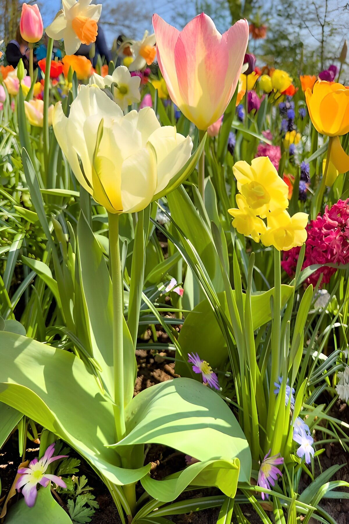 Vibrant Spring Blooms in Full Bloom