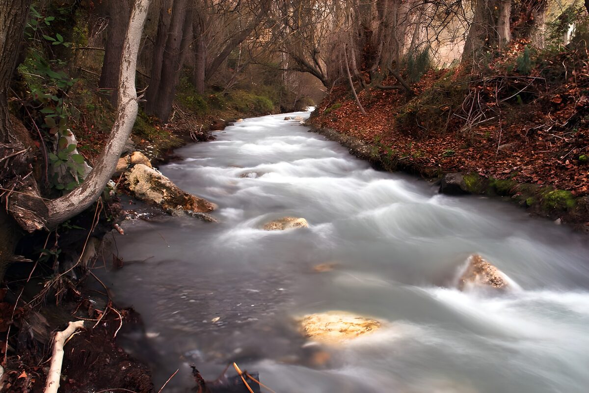 Serene Stream in a Forested Path