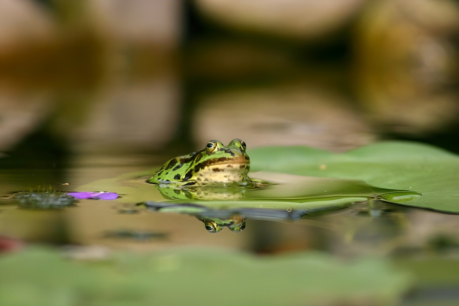 OCCOM7603589: Serene Frog on Lily Pad