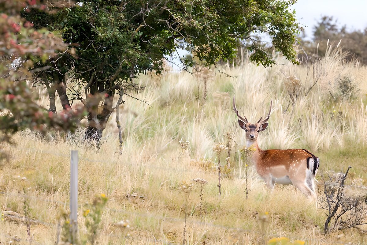 Elegant Fallow Deer in a Meadow