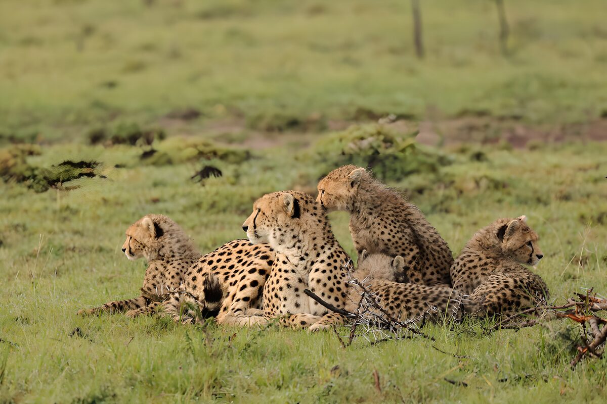 Cheetah Family Relaxing in the Grass