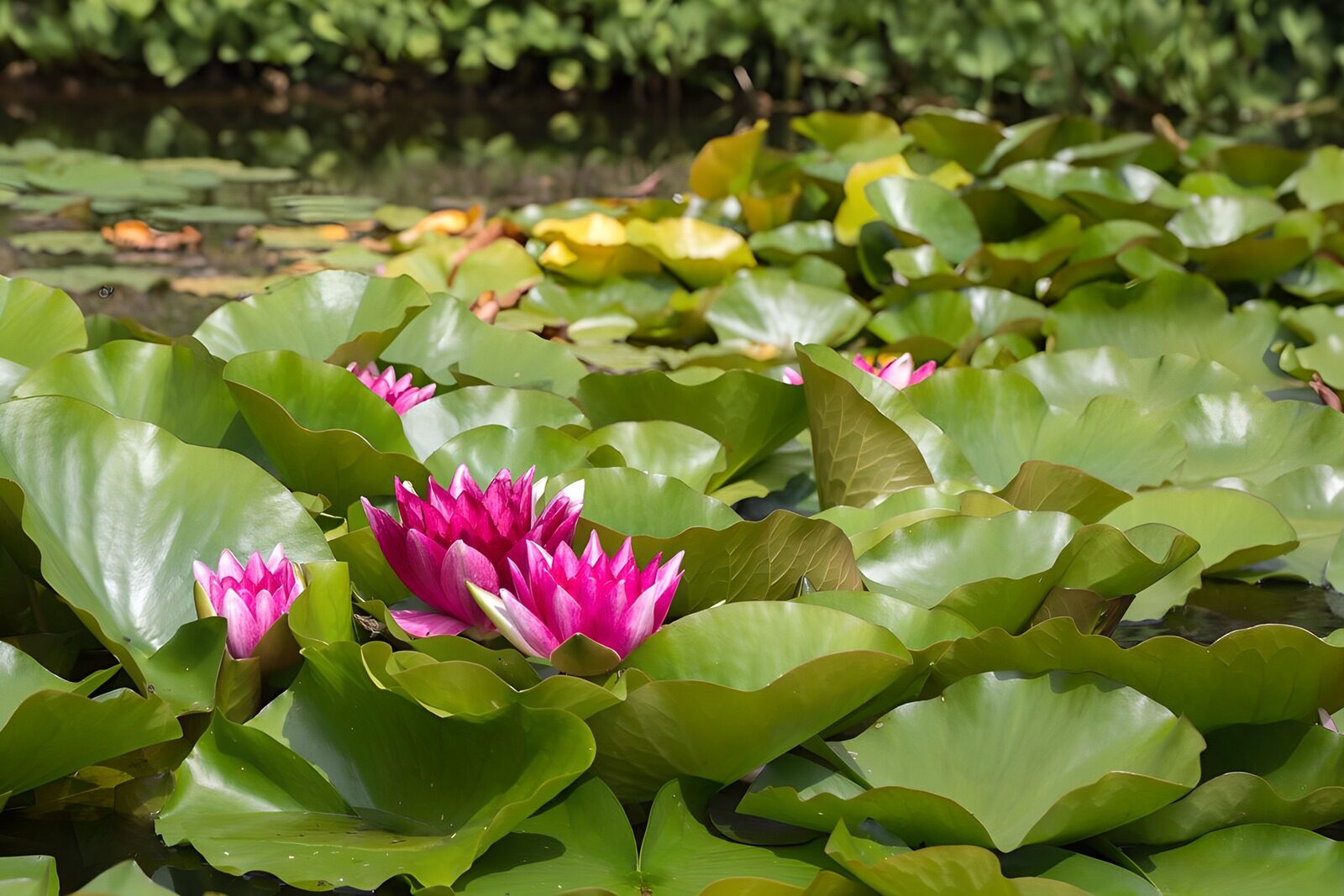 OCCOM1210619: Serene Pink Water Lilies Among Green Leaves