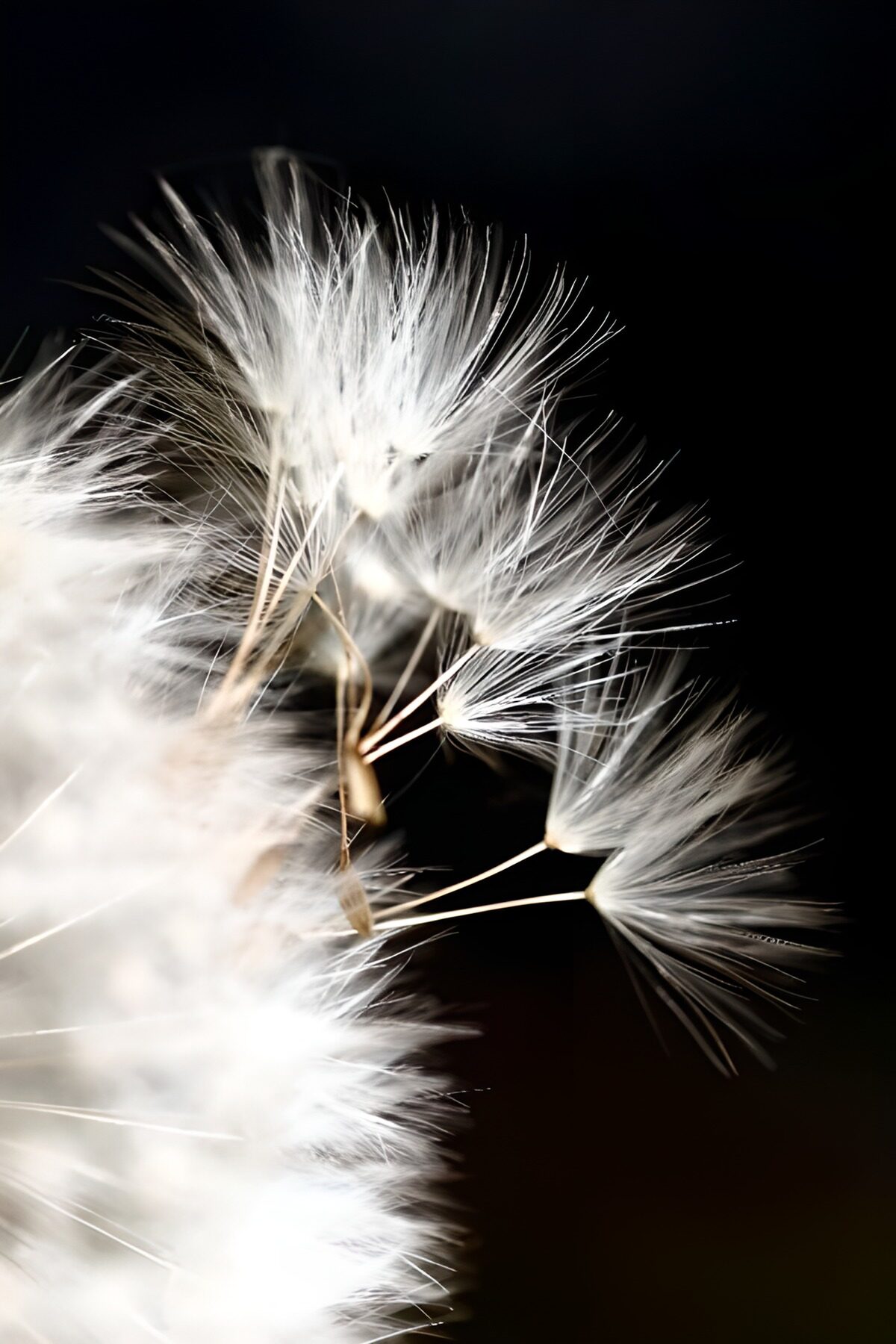 OCCOM7360200: Delicate Dandelion Seeds in the Breeze
