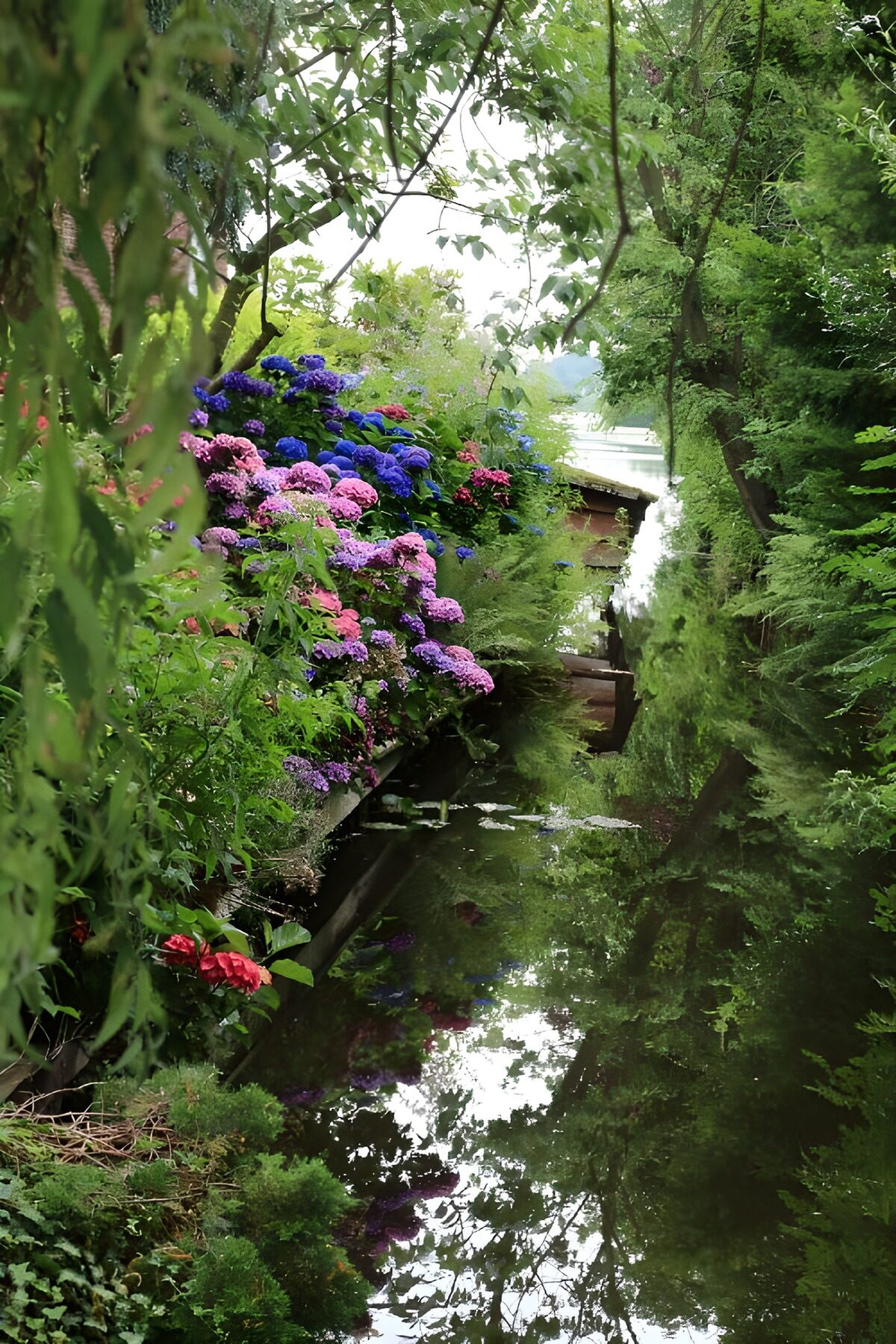 OCCOM5612948: Tranquil Reflections in Bloom