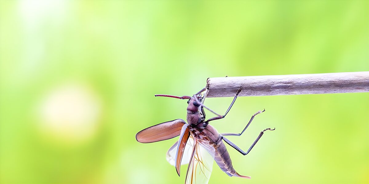Thriving Insect on a Branch