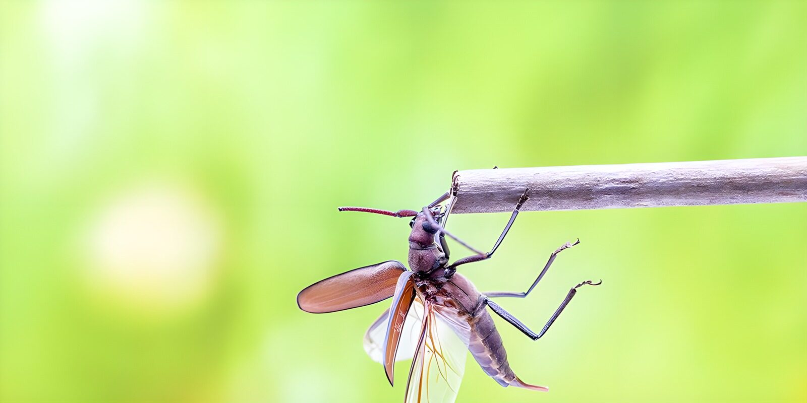 OCCOM2203457: Thriving Insect on a Branch