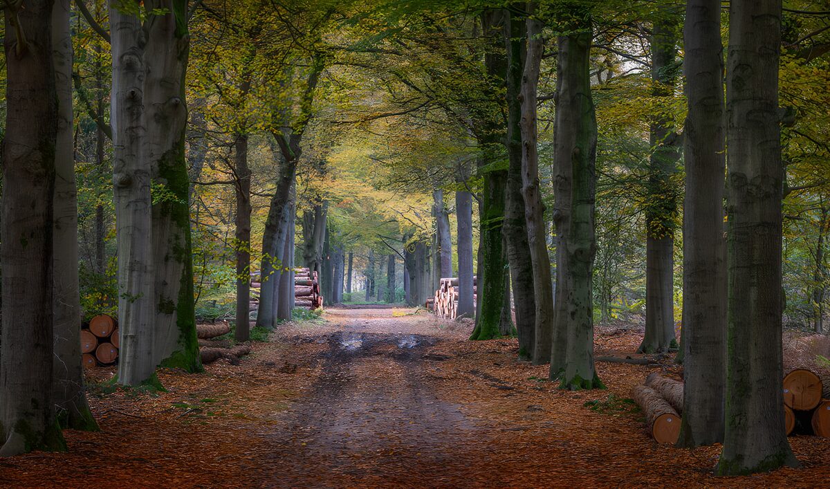 OCCOM9931810: Tranquil Woodland Pathway