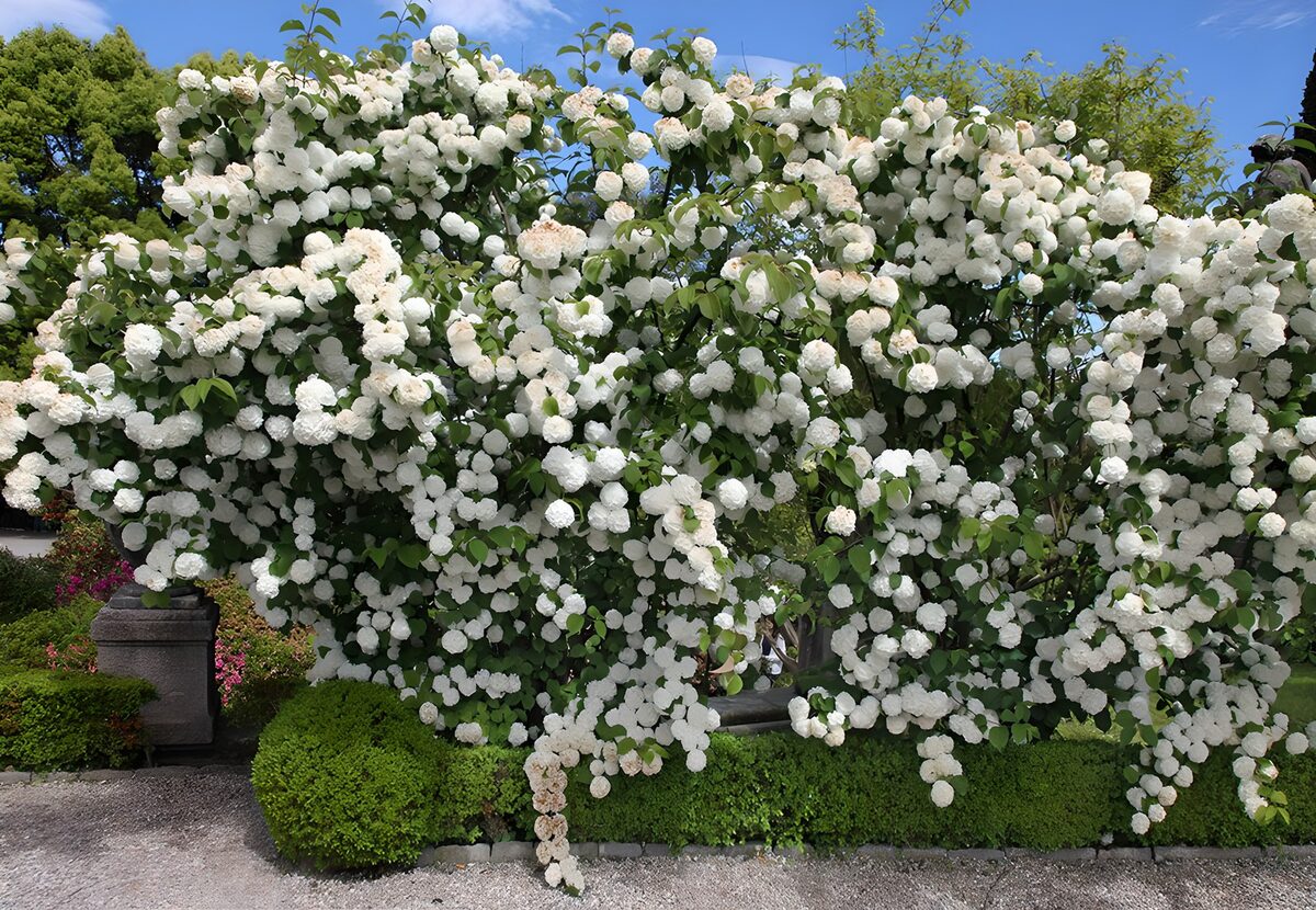 OCCOM9746620: Lush White Flowering Shrub in Bloom