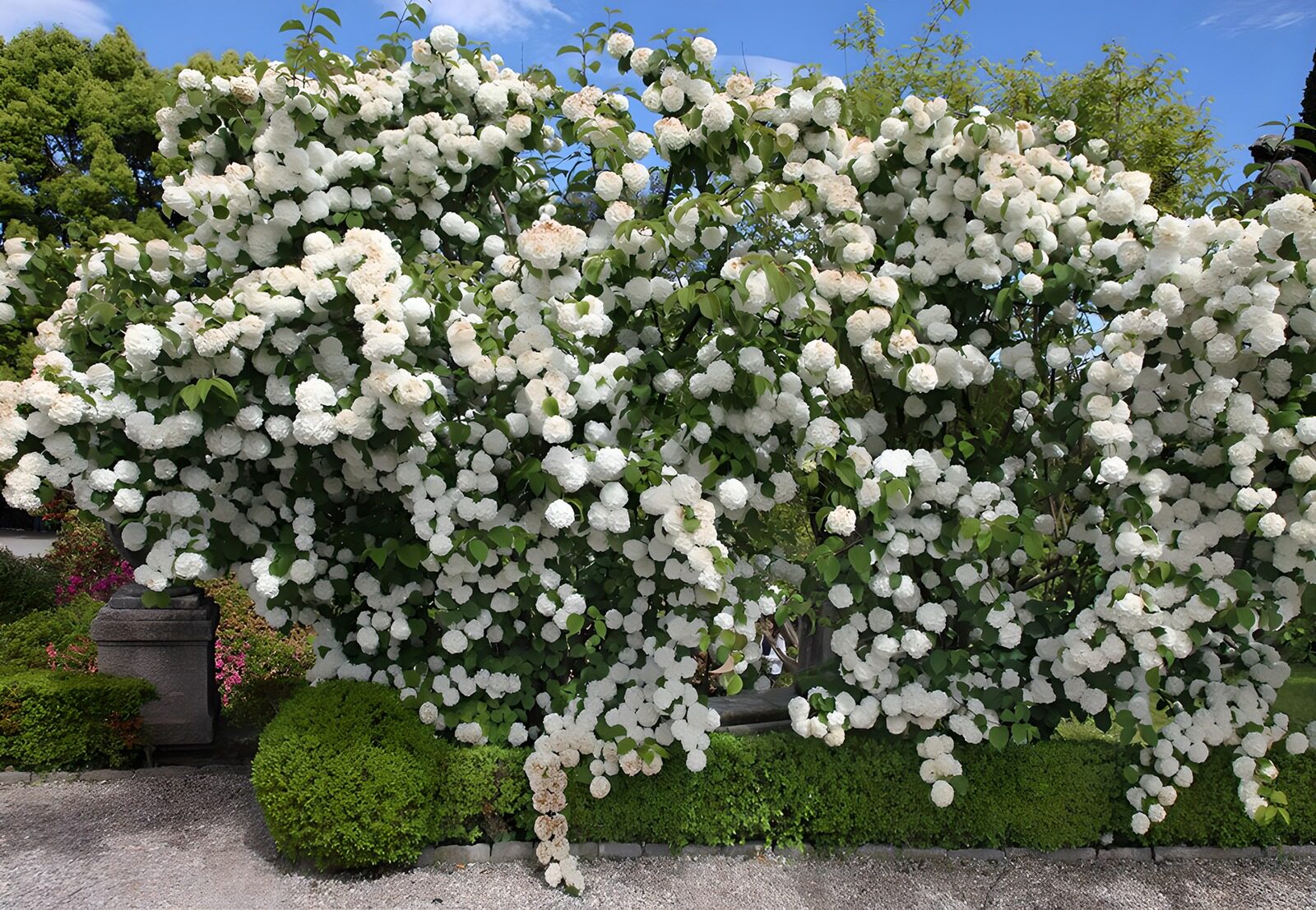 OCCOM9746620: Lush White Flowering Shrub in Bloom