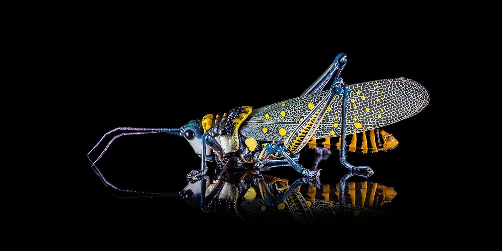 OCCOM7008277: Vibrant Grasshopper on Display
