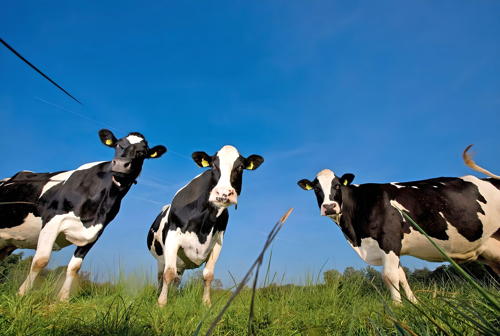 OCCOM7382879: Curious Cows in a Sunny Meadow