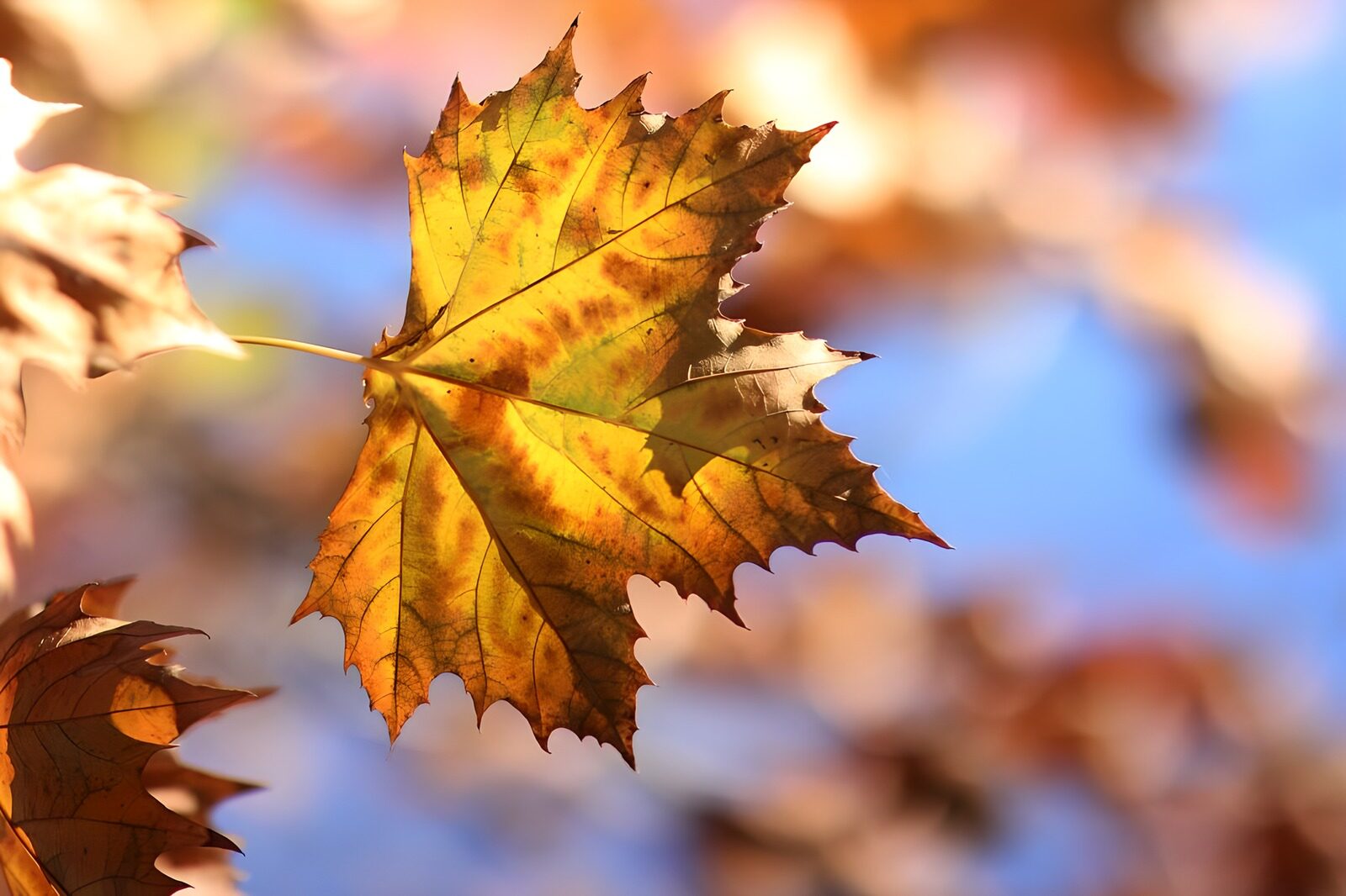 OCCOM5090783: Golden Autumn Leaf Against a Blue Sky