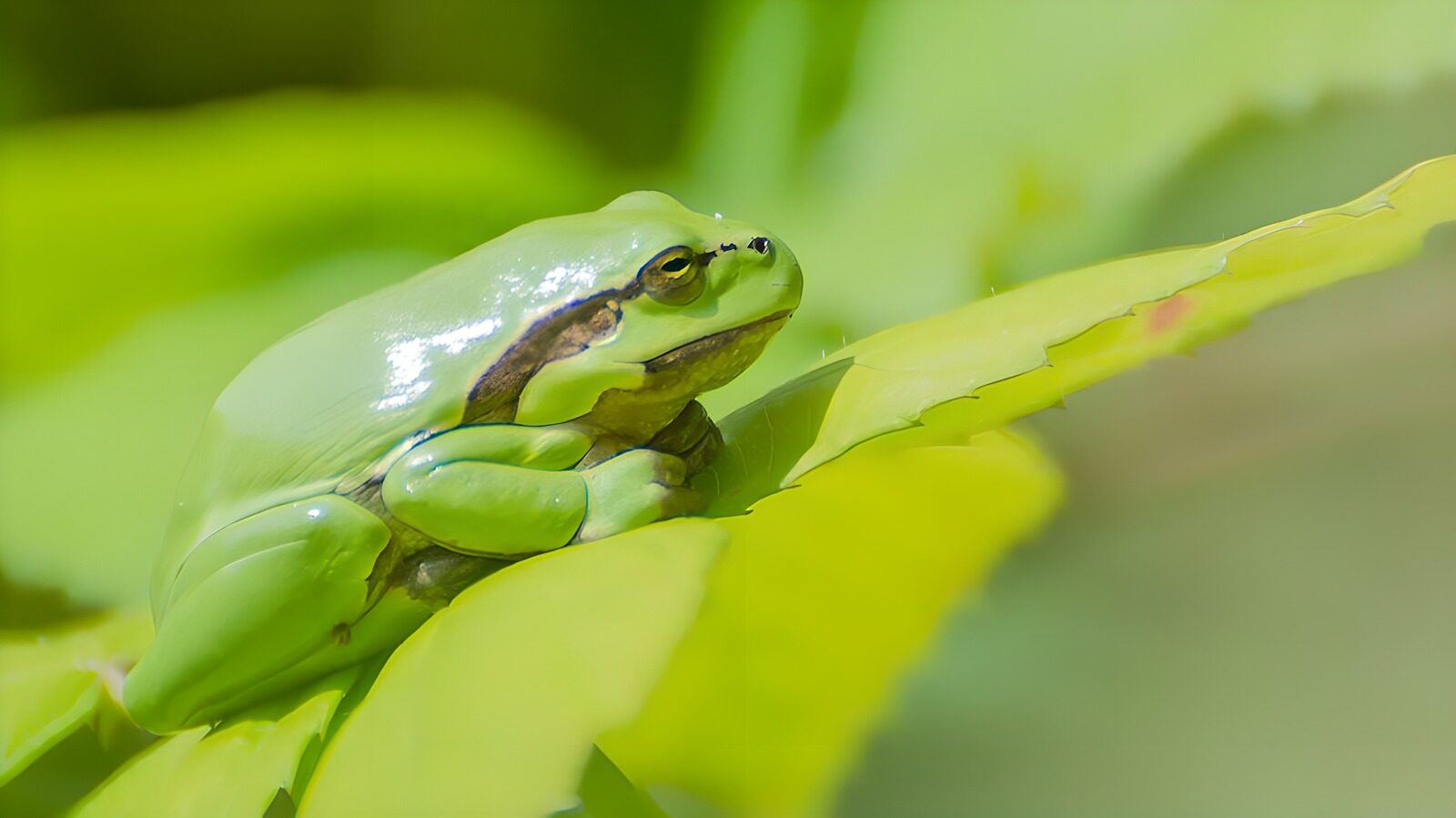 OCCOM2776272: Green Frog on Leaf