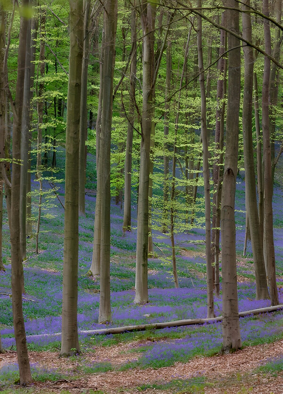 OCCOM5737153: Enchanted Bluebell Forest in Spring